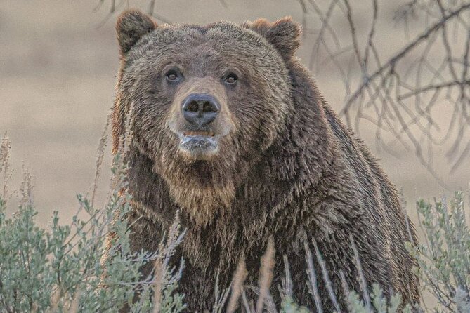 Yellowstone Full-Day Upper Loop With Wildlife Adventure W/Lunch - Inclusions