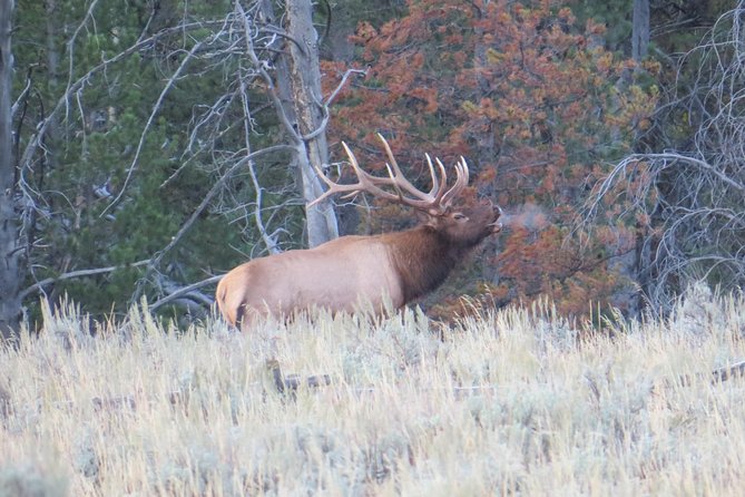 Yellowstone National Park - PRIVATE Full-Day Lower Loop Tour From Jackson Hole - Key Highlights