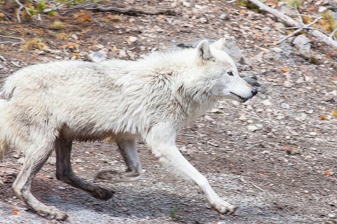 Yellowstone Wildlife Safari in Lamar Valley From Bozeman - What to Expect in Lamar Valley