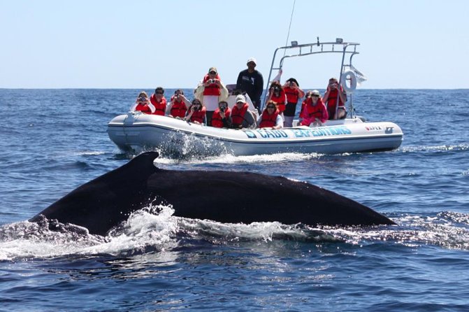 Zodiac Whale-Watching Adventure in Los Cabos - Boat and Environment