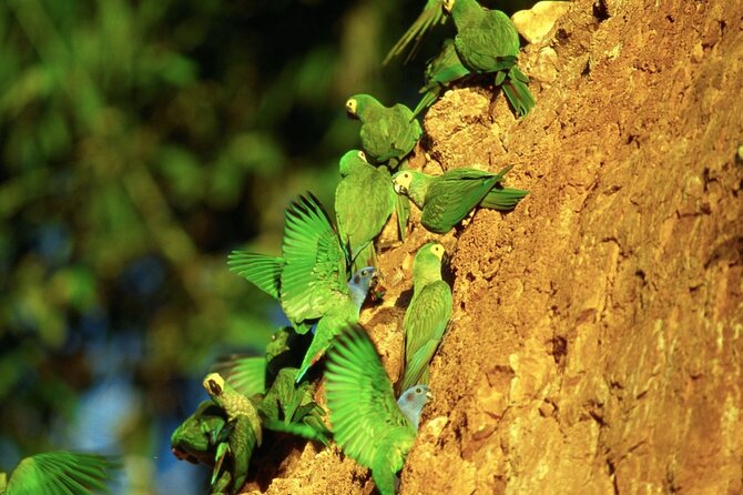 3 Day Amazon Jungle at Refugio Amazonas Lodge - Good To Know