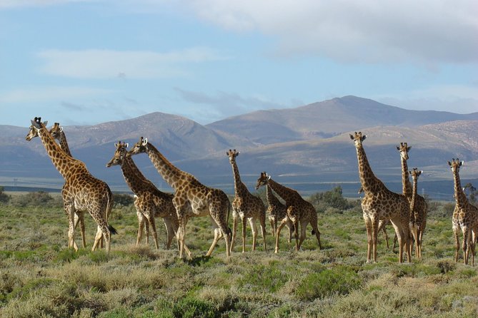 3 Day Garden Route Highlights and Safari With Private Transfers - Overview of the Garden Route