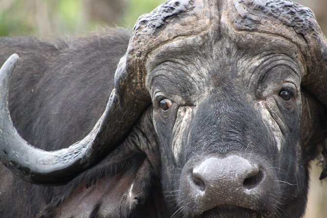 3 Day Kruger National Park Tour - Good To Know