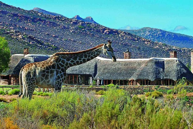 3 Day Luxury Aquila Private Game Reserve - Good To Know