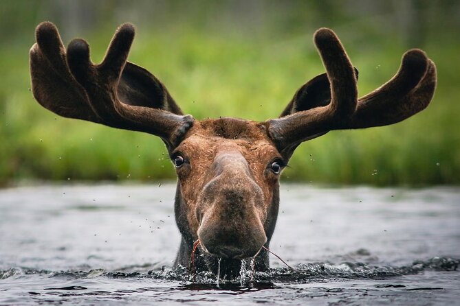 3 Day Moose Viewing Safari With Camping - Good To Know
