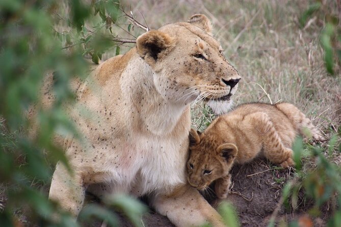3-Day Safari Tour in Two National Parks - Good To Know