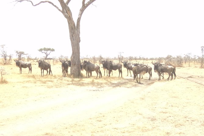 3-Day Safari Trip to Masai Mara National Reserve From Nairobi - Key Points