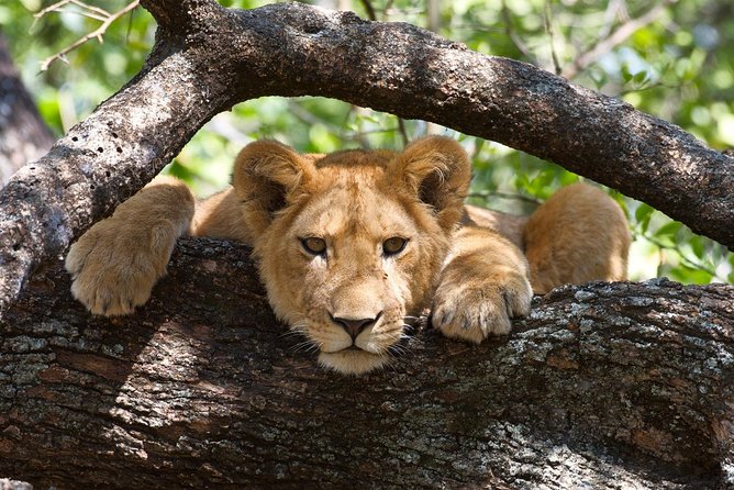 3 Day: Tarangire, Ngorongoro Crater and Lake Manyara N.P - Tarangire National Park