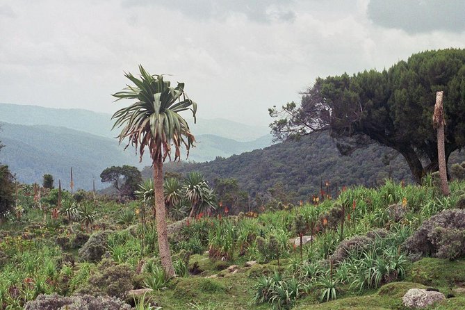 3 Days Bale Mountains Trekking - Good To Know