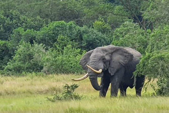 3 Days Best of Queen Elizabeth National Park Wildlife Tour - Good To Know