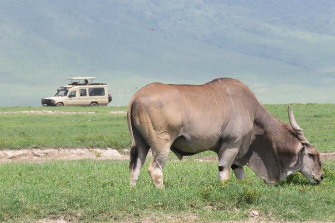 3 Days Exploring Serengeti & Ngorongoro Crater From Arusha - Good To Know
