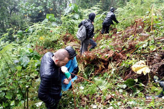 3 Days Gorilla Trekking Safari Uganda, Bwindi Impenetrable Forest - Itinerary Highlights