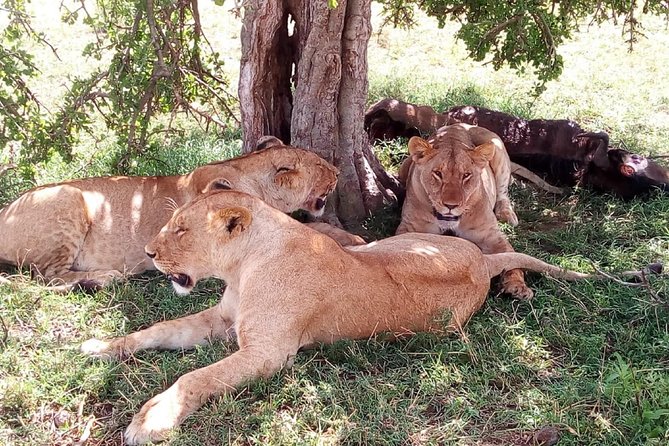 3 Days Maasai Mara Safari From Nairobi - Good To Know