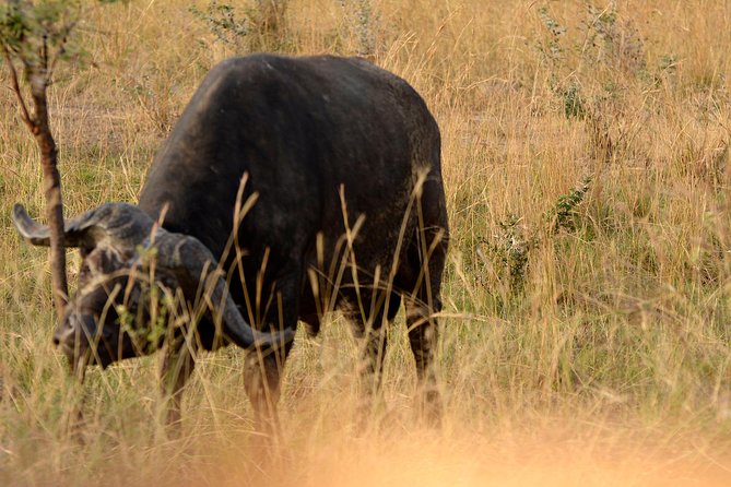 3 Days Murchison Falls Wildlife Safari - Key Points