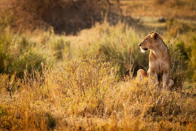 3 Days Private Mikumi National Park Wildlife Encounter Safari Tour - Good To Know