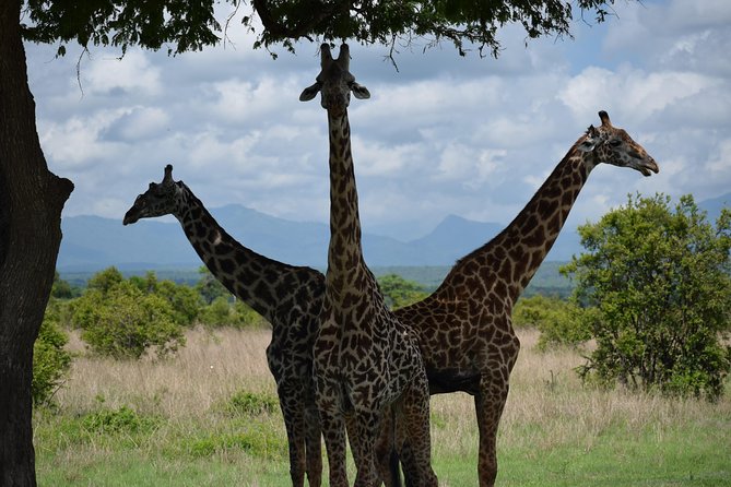 3 Days Safari to Mikumi and Udzungwa - Good To Know