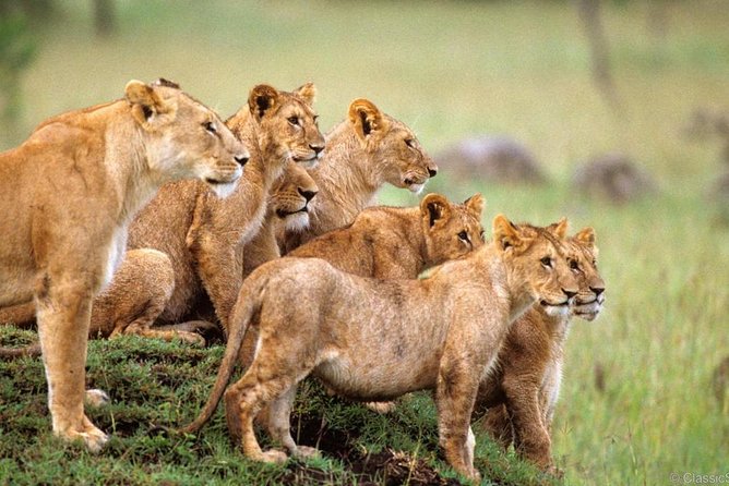 3-Days Safari to Murchison Falls National Park With Rhino Sanctuary Hike - Good To Know