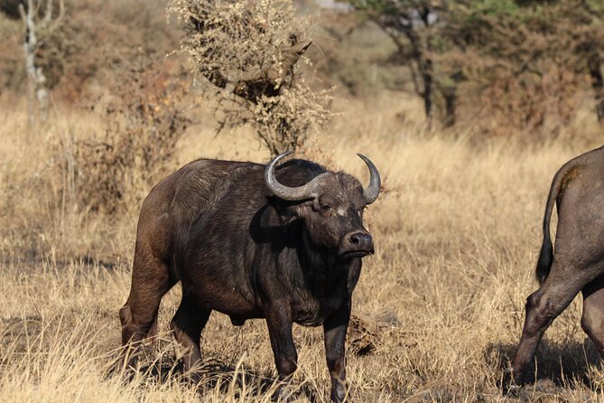 3 Days Safaris Mid-Range Serengeti Tanzania - Key Points