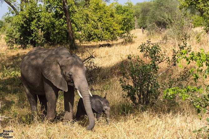 3 Days Selous Game Reserve Fly From Zanzibar - Good To Know