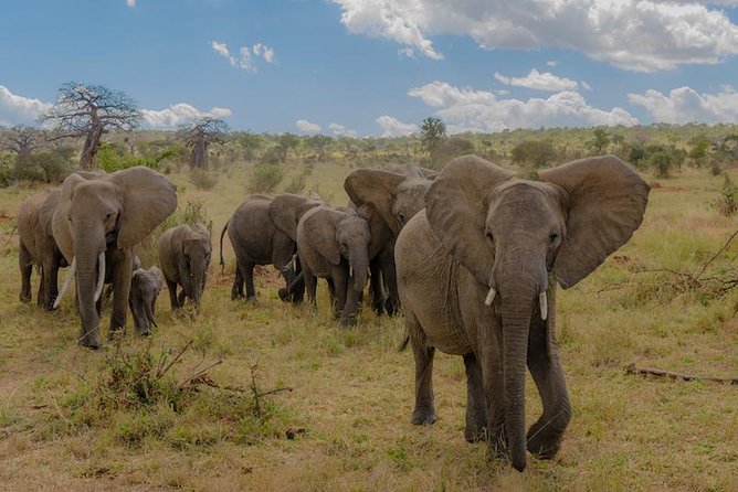 3-Days Tanzania Safari Tours - Good To Know