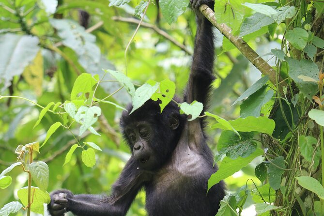 3 Days Uganda Gorilla Trek Safari Tour - Good To Know