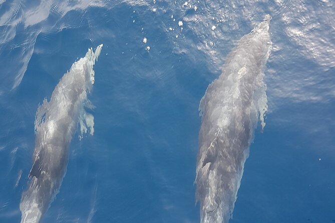 3-Hour Excursion to Puerto Colón Adeje to See Whales - Good To Know