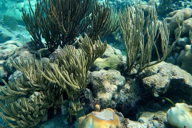3-Hour Guided Jet Ski Snorkeling Tour on San Pedro Barrier Reef - Ambergris Caye Highlights