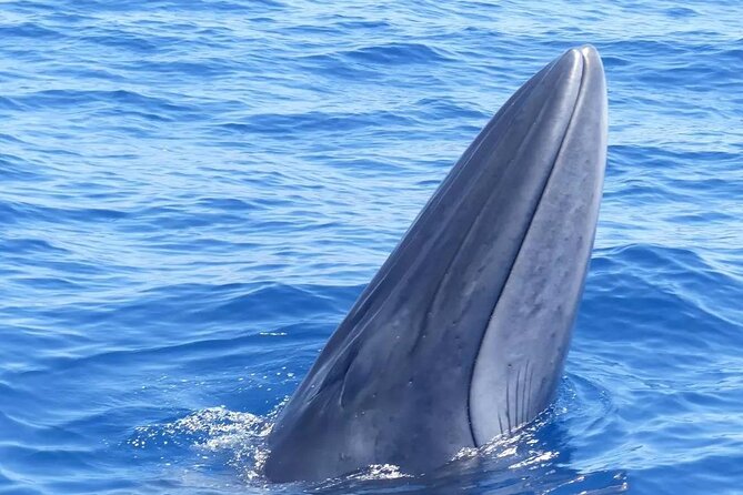 3-Hour Private Tour With Whale and Dolphin Watching