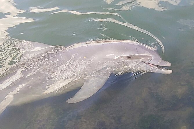 3-Hour St Pete Private Water Adventure Tour for 6 Guests - Good To Know