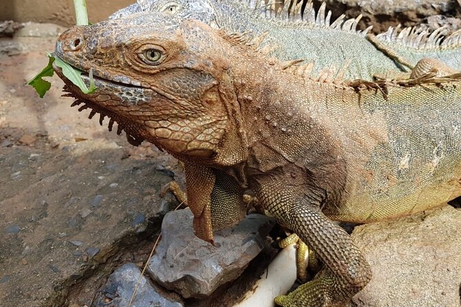 3-Hours Private Tour in Roatan With Pick up - About Your Stay