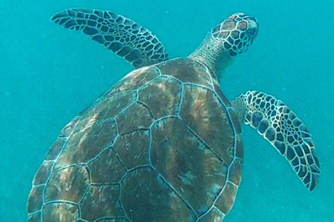 1.5 Hours Snorkeling at Tulums Paradise Reef - Equipment and Accessibility