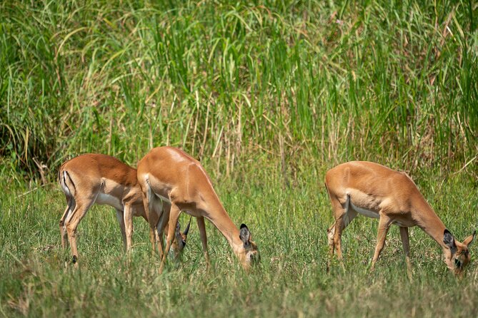 1 Day Akagera National Park Safari - Inclusions of the Safari