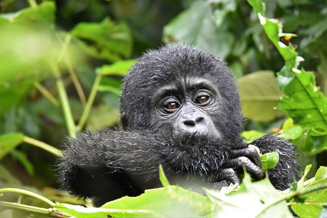 1 Day Mountain Gorilla Trekking Safari Uganda - Pickup and Meeting Details