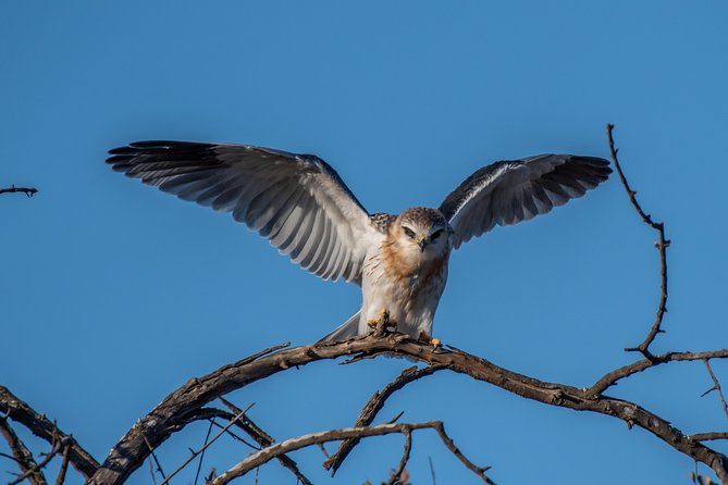 1 Day Photographic Wildlife Safari From Hazyview to Kruger Park - Health Considerations
