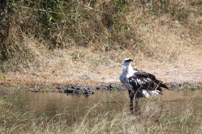 1 Day Safari to Akagera National Park - Preparing for the Safari