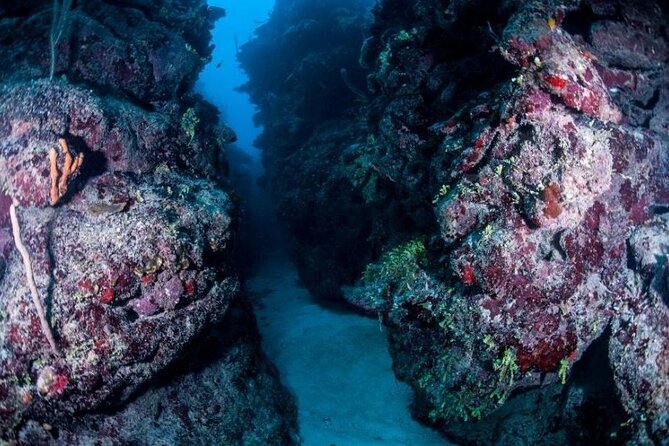 1 Tank Dive for Certified Divers - Meeting and Pickup