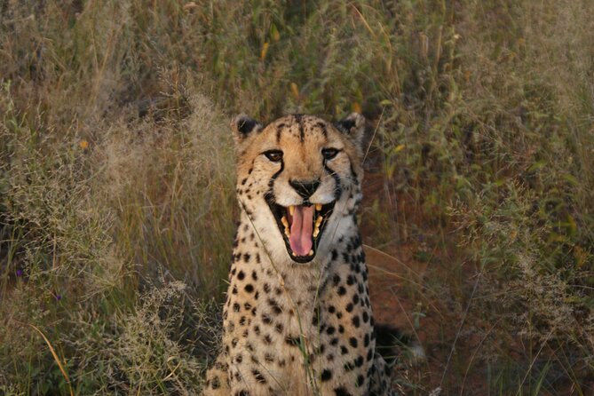 10 Day Discover Namibia Small Group Safari - National Park Experiences