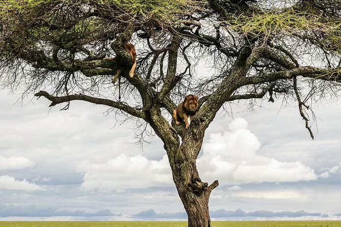 10-Day Predators Tanzania Safari Luxury Package - Included Amenities