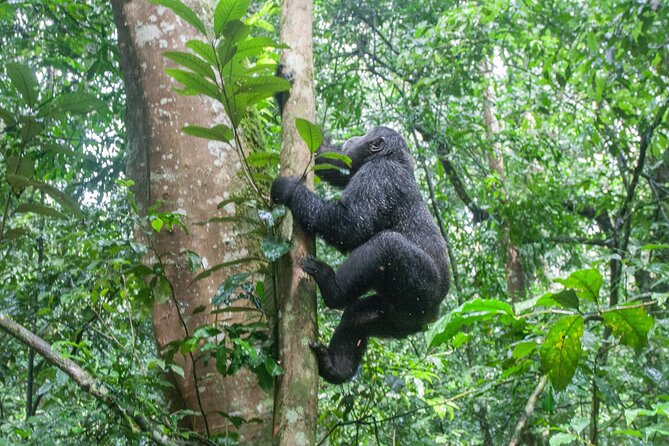 10 Days Affordable Gorilla Trekking Holiday - Meeting Points and Pickup Details