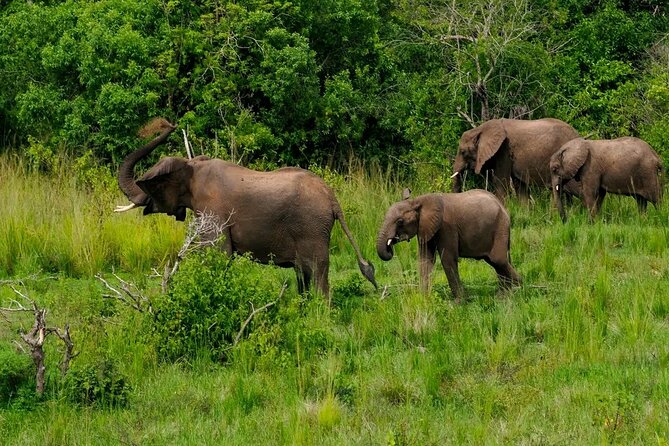 10-Days Uganda Gorillas and Chimpanzee Wildlife Discovery - Cultural Immersion