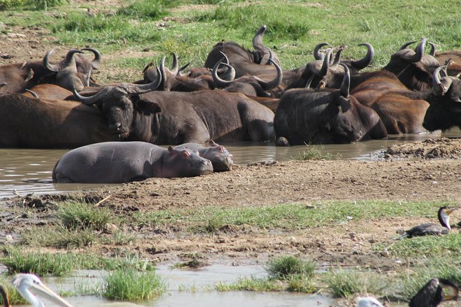 12-Day Pearl of Africa Wildlife and Adventure Highlights - Wildlife Encounters