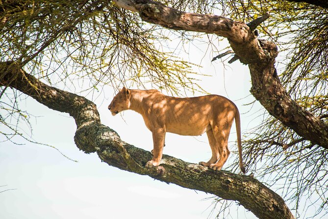 12 Days Best Of Kenya and Tanzania Safari - Luxury - Important Exclusions