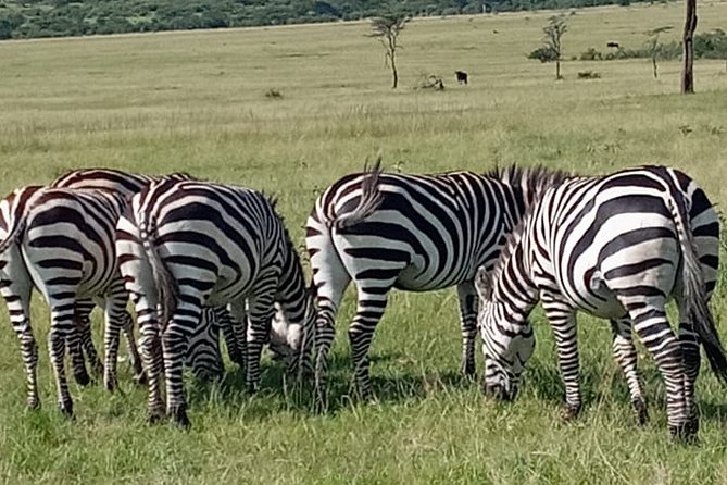 12 Days Wildebeest Migration Masai Mara Nakuru Uganda Gorilla Trekking Safari - Optional Safari Activities