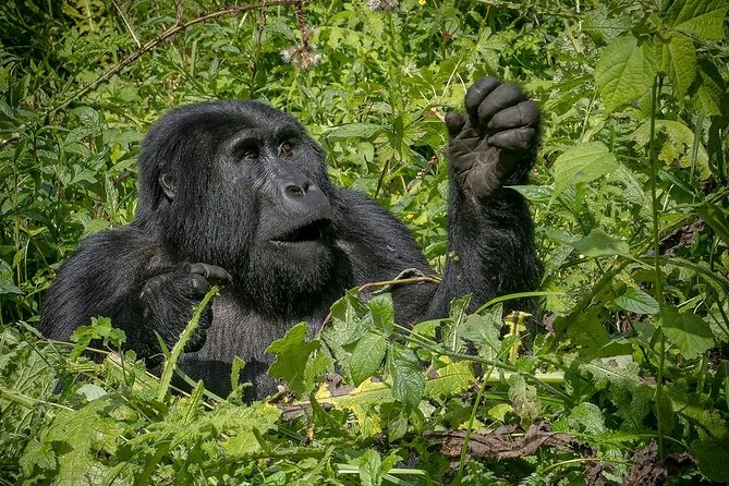 13 Day Uganda Safari With Gorillas, Chimps & Tree Climbing Lions - Chimpanzee Encounters
