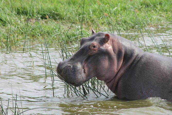 13-Day Wildlife Adventure Trip to the Pearl of Africa - Inclusive Meal Plan
