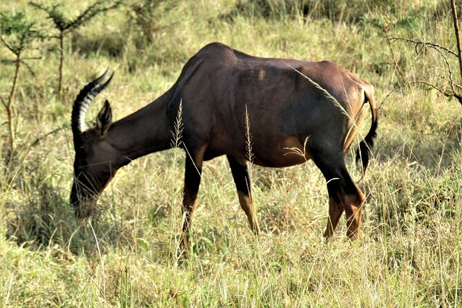 13 Days Private Tour to Discover Ugandas Best Safari - Wildlife Sightings in National Parks
