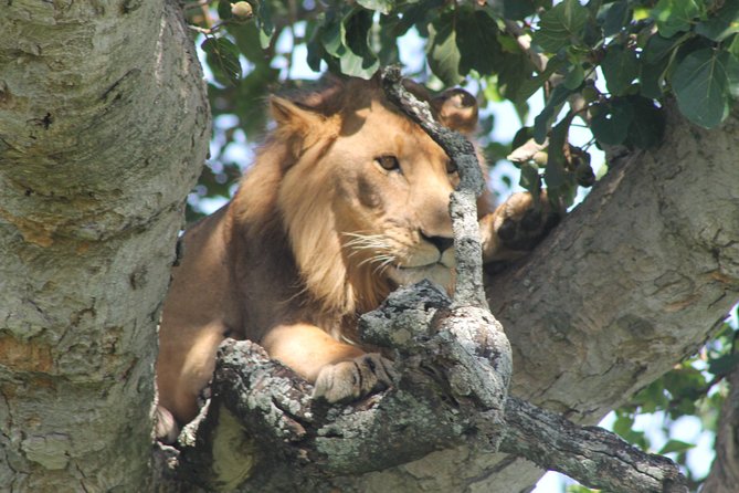 15-DAY Gorilla and Chimps Trekking, Big 5 and Nature Sighting Safari - Discovering Gorilla Families