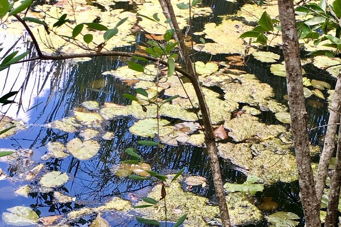 2 Cenotes, Bikes & Lunch - Swimming and Snorkeling Options