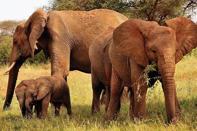 2-Day Safari in Taita Hills From Mombasa - Wildlife Sightings in Taita Hills