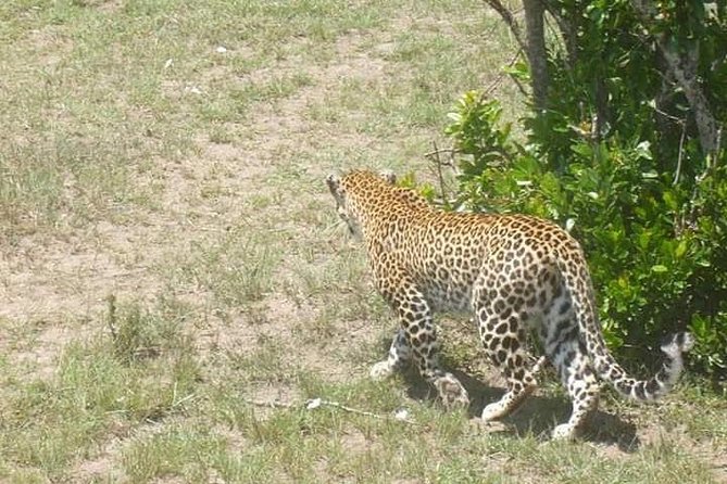 2 Day Safari to Mikumi Departure From Zanzibar - Meal Inclusions